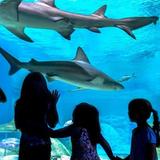 OdySea Aquarium