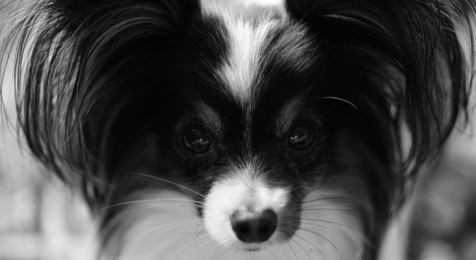 Footer image