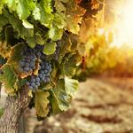 Local Wineries