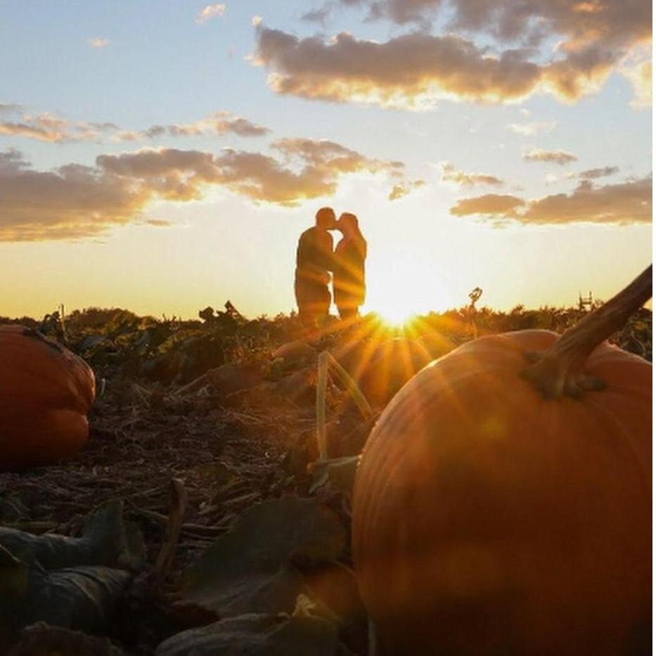 Pumpkin Patch
