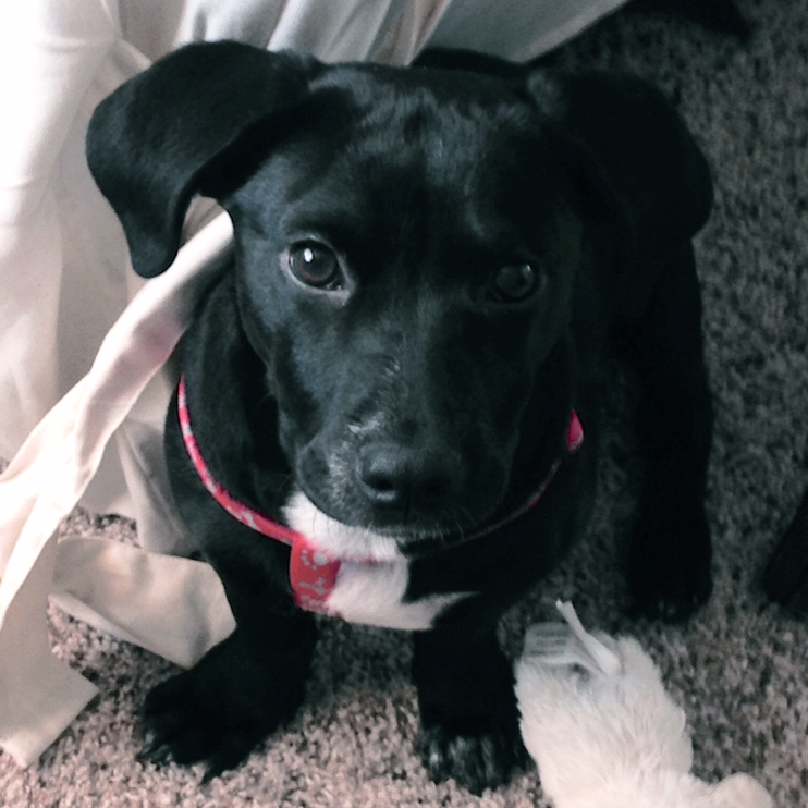 Cali, our first addition ❤️ - November, 2014