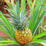 Dole Plantation