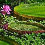 Royal Botanic Garden Edinburgh