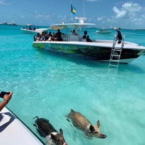 Exuma Cays Island Hopping and Animal Interaction