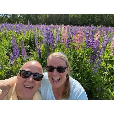 Field of Lupines in New Hampshire.