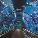 Shark Reef Aquarium