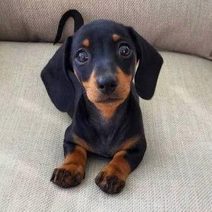 Wiener Dog