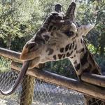 Brevard Zoo