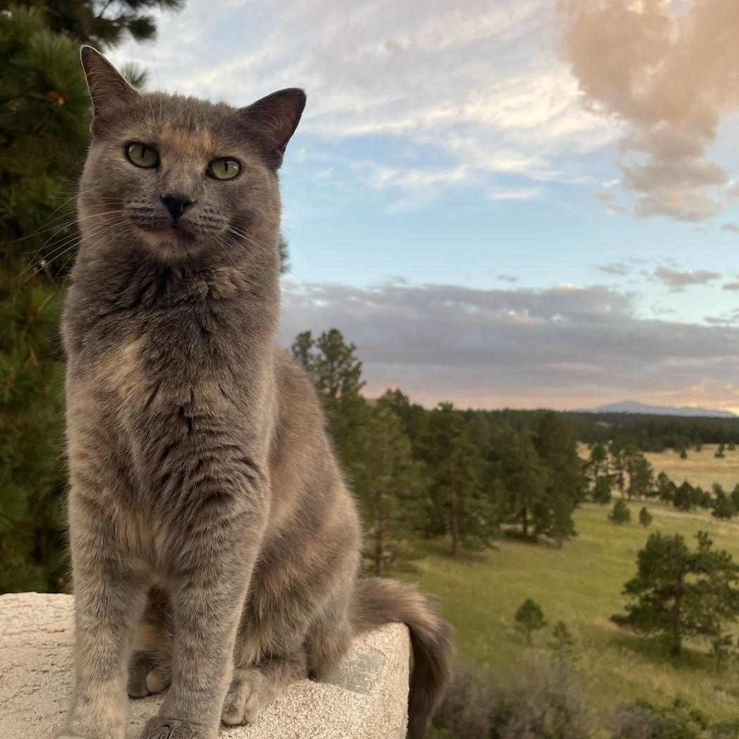 Our purrfect princess, Lilo, aka Li-Lizzard