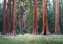 Sequoia National Park