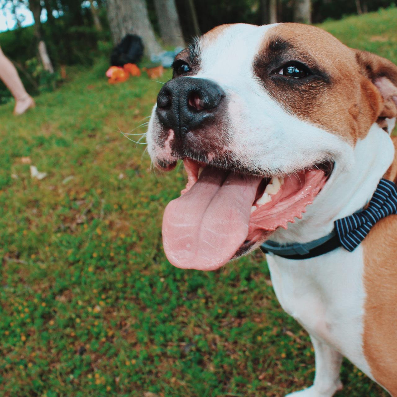 Petey on the wedding day