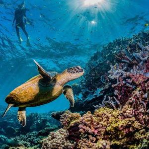 Scuba Tour in the Great Barrier Reef