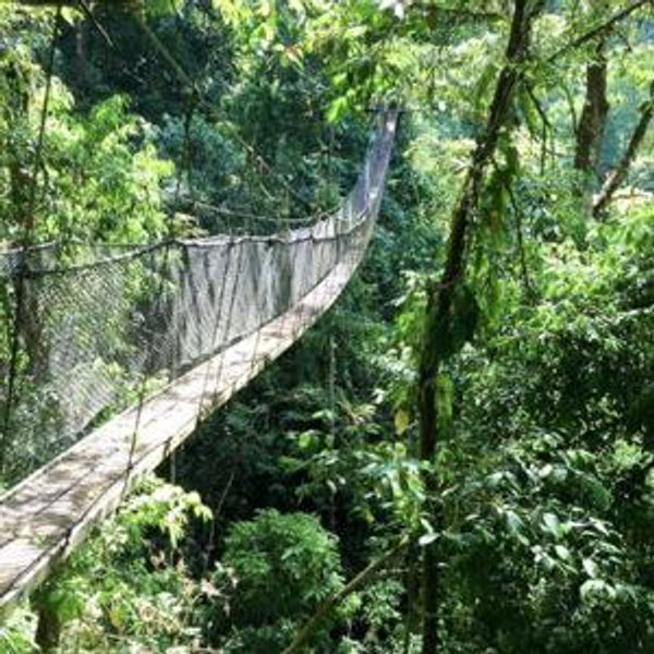 Hanging Bridges Park + Breakfast in the Trees
