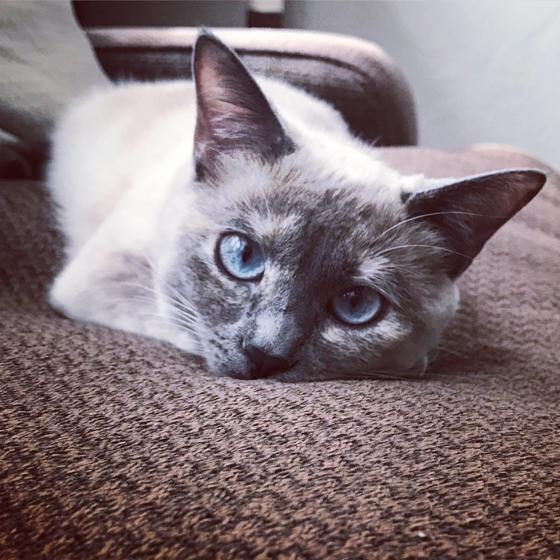 Our little Nala bean.