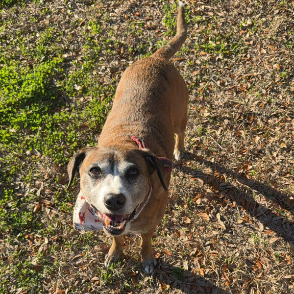 Fur baby Callie fund
