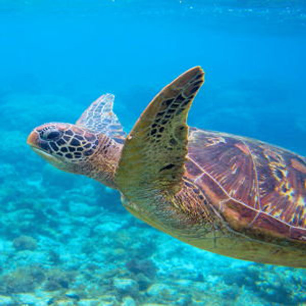 Magens Bay Sea Turtle Snorkel