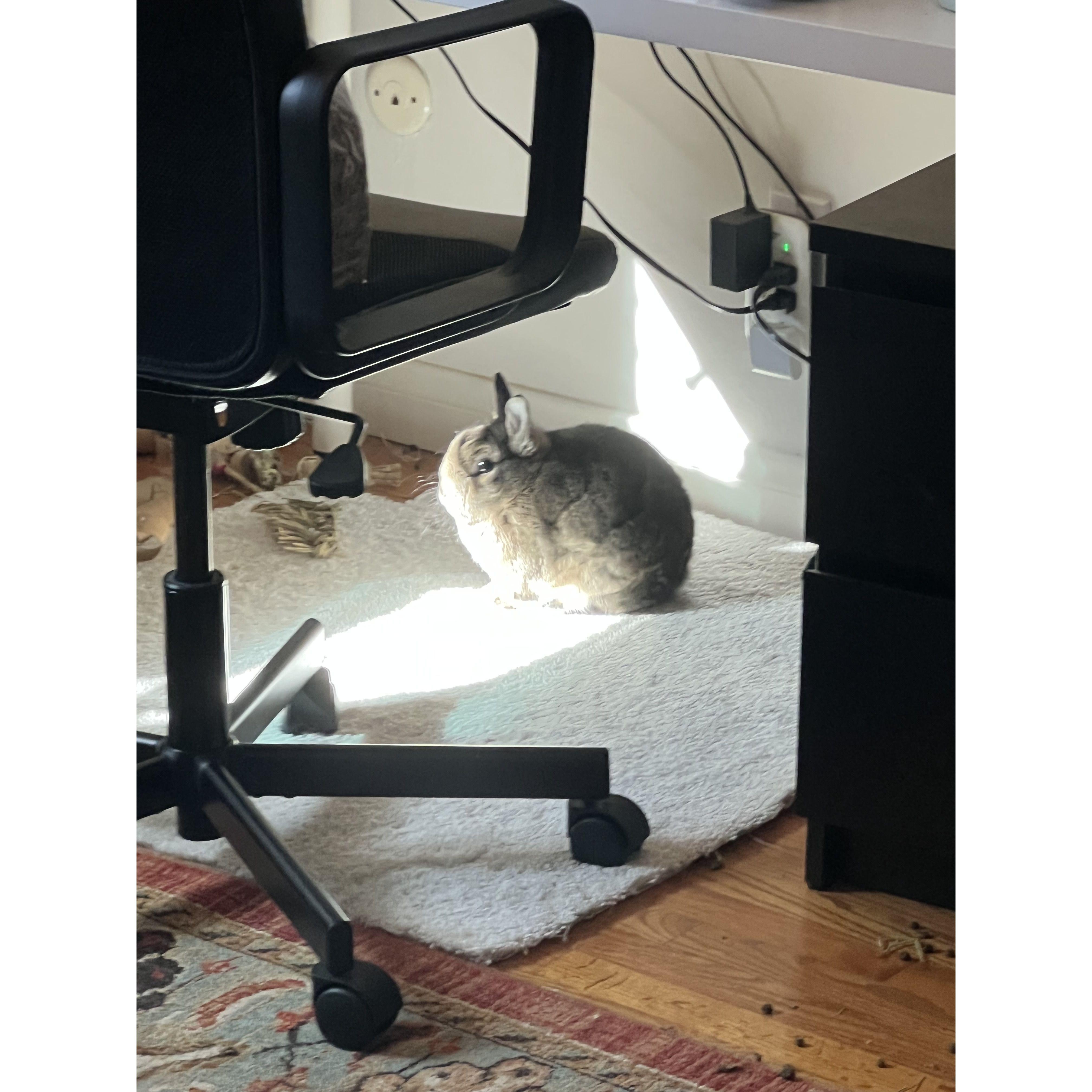 CInnabun sunbathing 