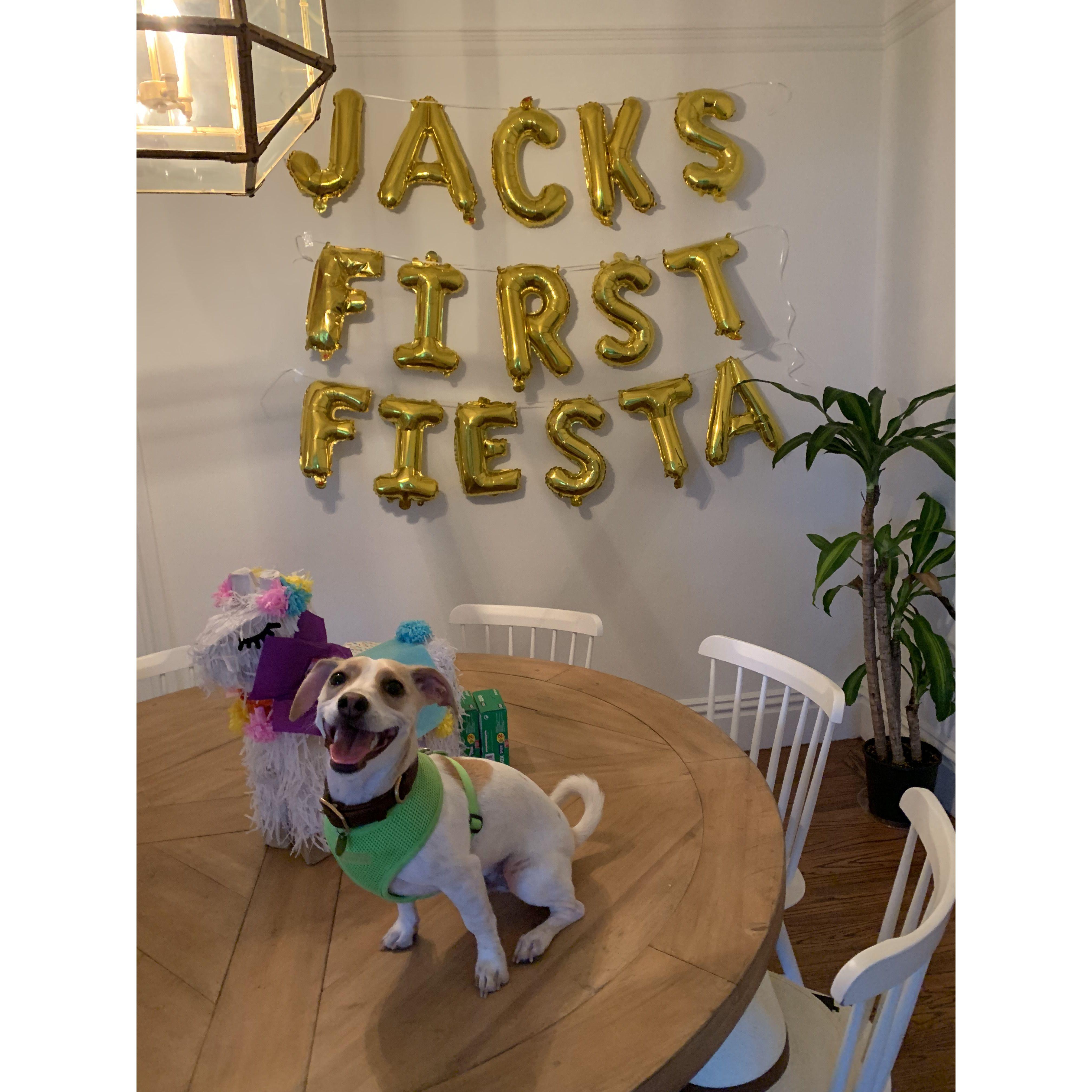 The first of many birthday parties for our sweet dingo