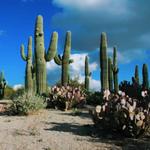 San Tan Mountain Regional Park