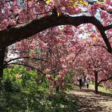 Central Park