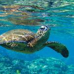 Gumbo Limbo Nature Center