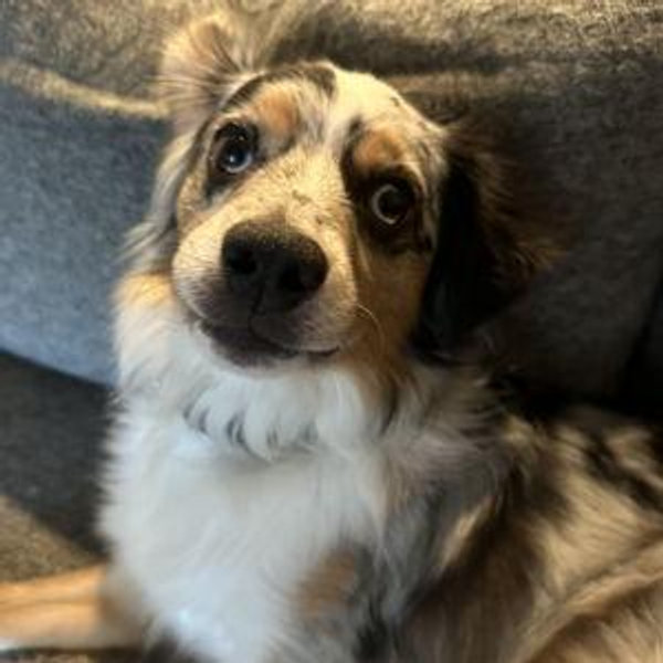 Rocky Fund