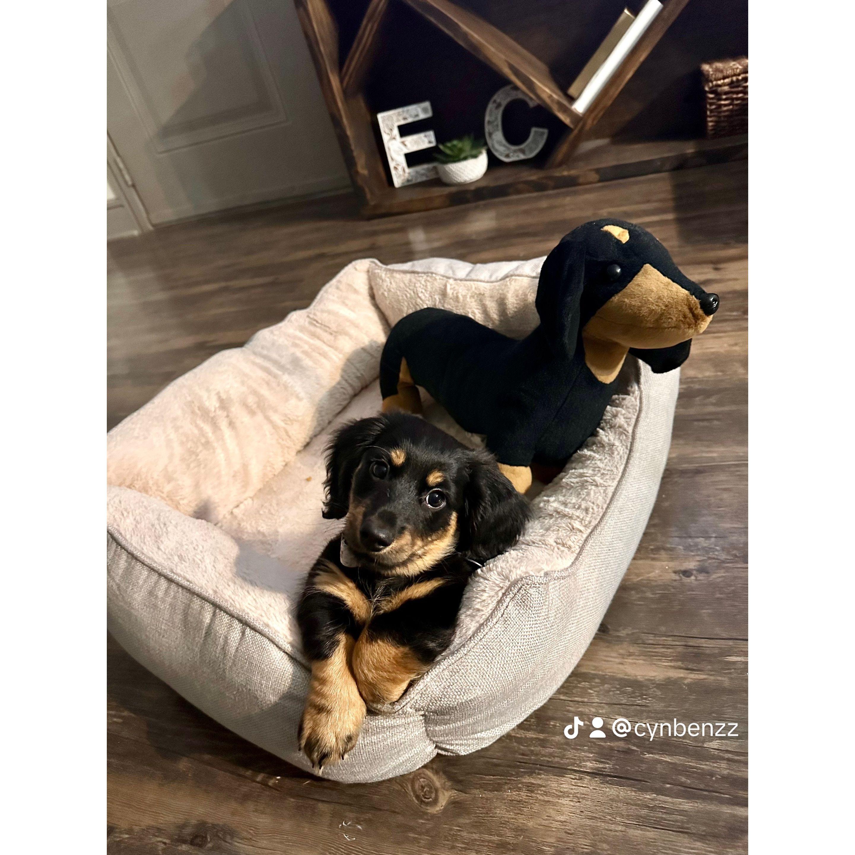 Our cute puppy!