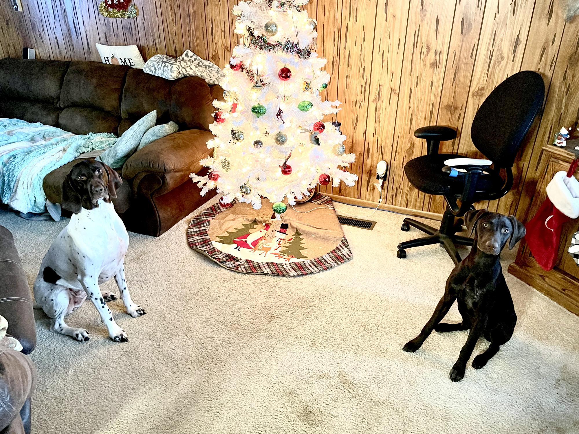 Our girls! We don’t have any pictures of all of us together so this will do!