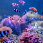 Ripley's Aquarium of Myrtle Beach