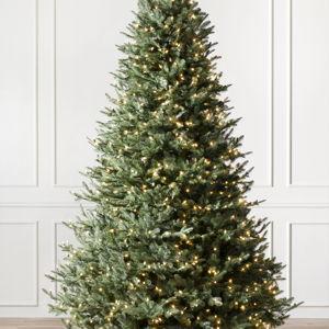Christmas Tree Fund