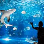 Downtown Aquarium