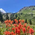 Hike: Albion Basin
