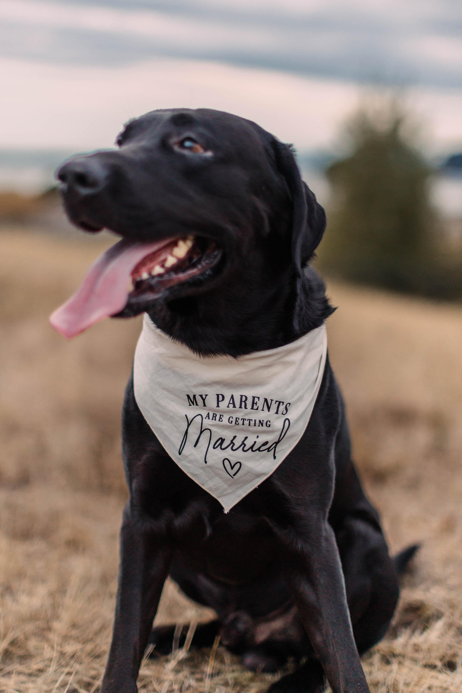 The Wedding Website of Samantha Tabery and Mickey Mullarky