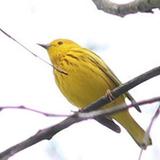 Marshlands Conservancy