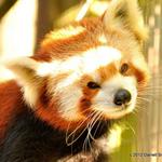 Greenville Zoo