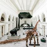The Field Museum