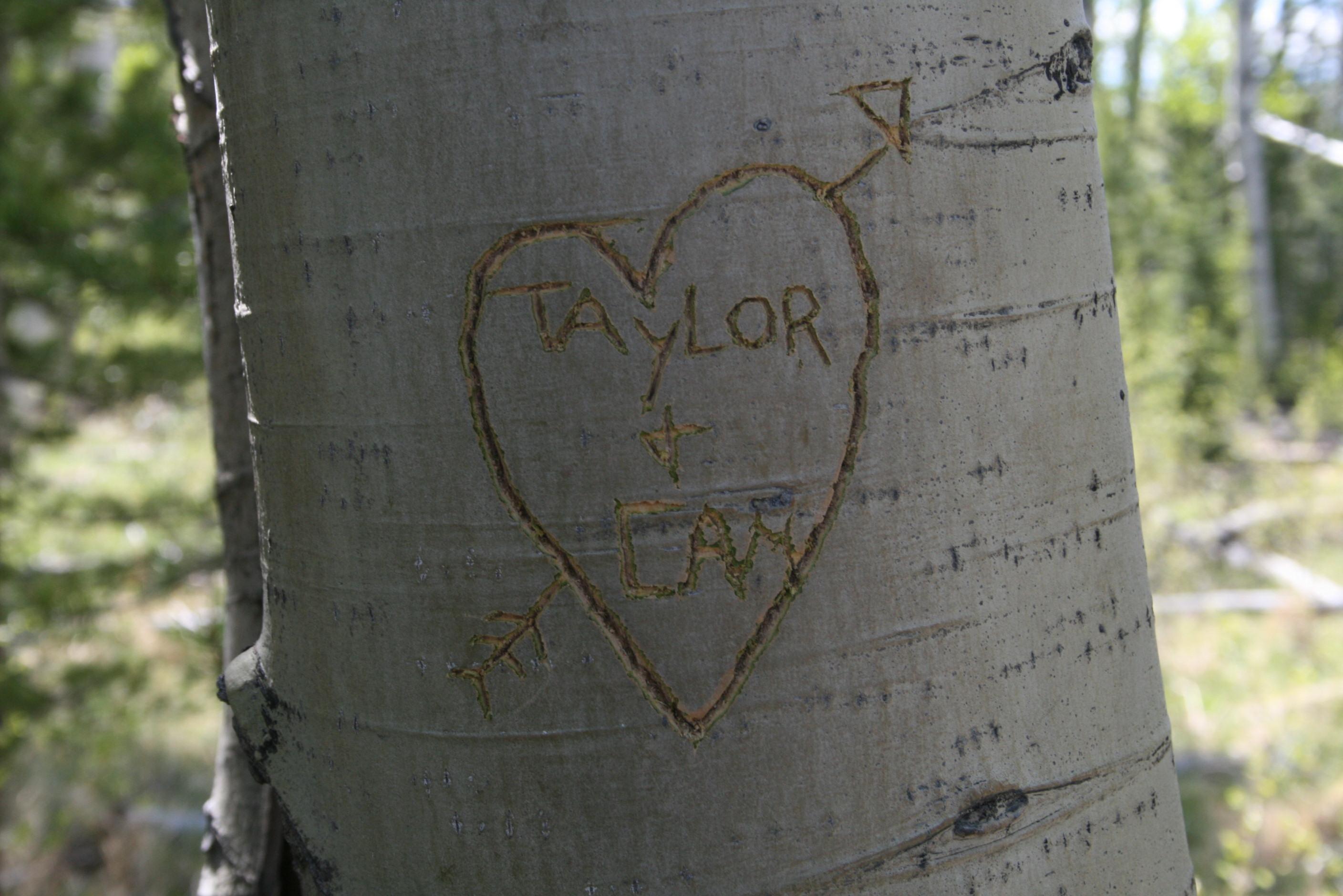 The Wedding Website of Taylor Parshall and Cameron Mills
