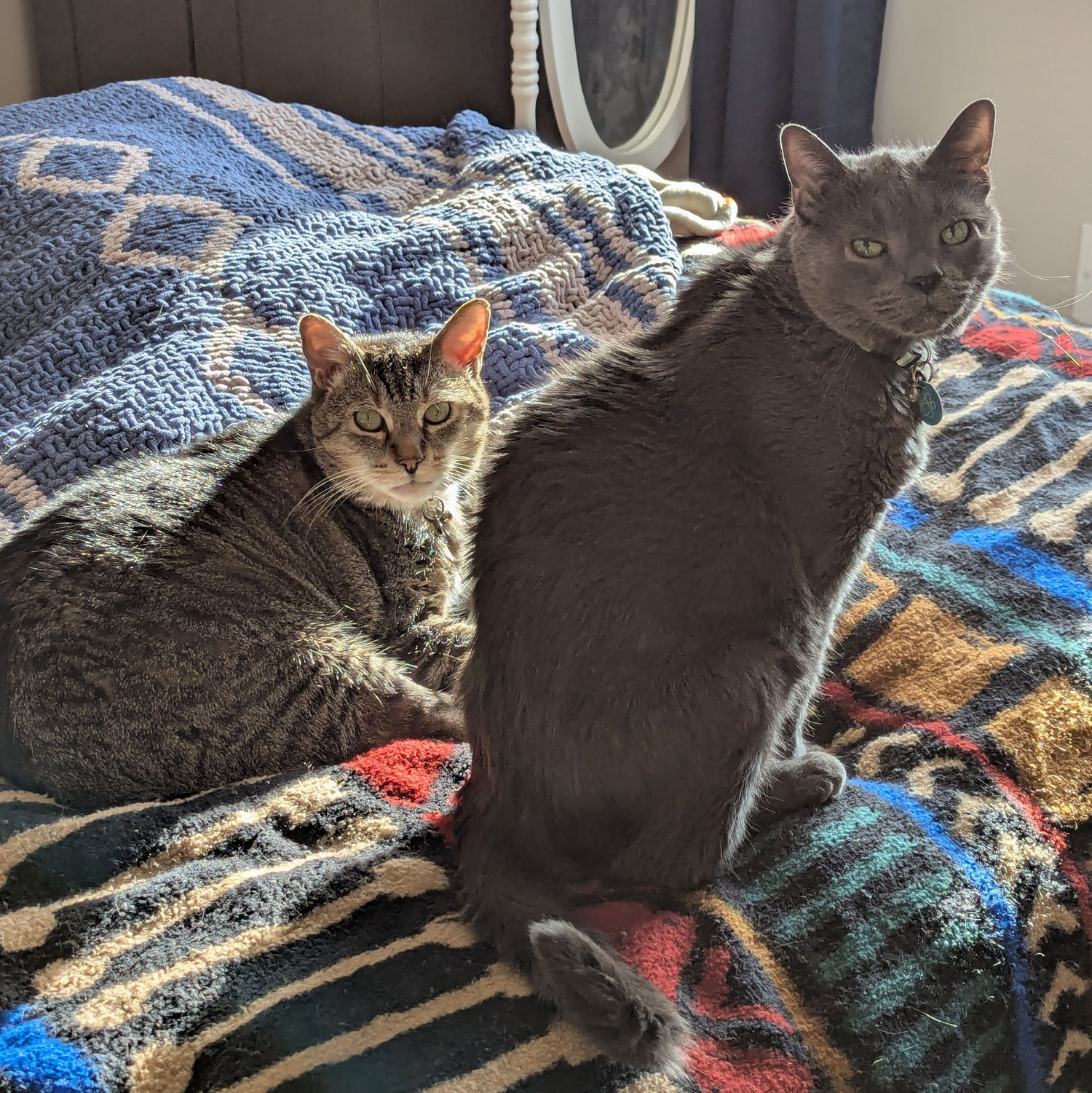 Harlem and Jaskier enjoy the extra natural light in Erin and Brian's new home