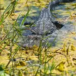 Wild Florida Airboats & Gator Park