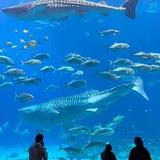 Georgia Aquarium