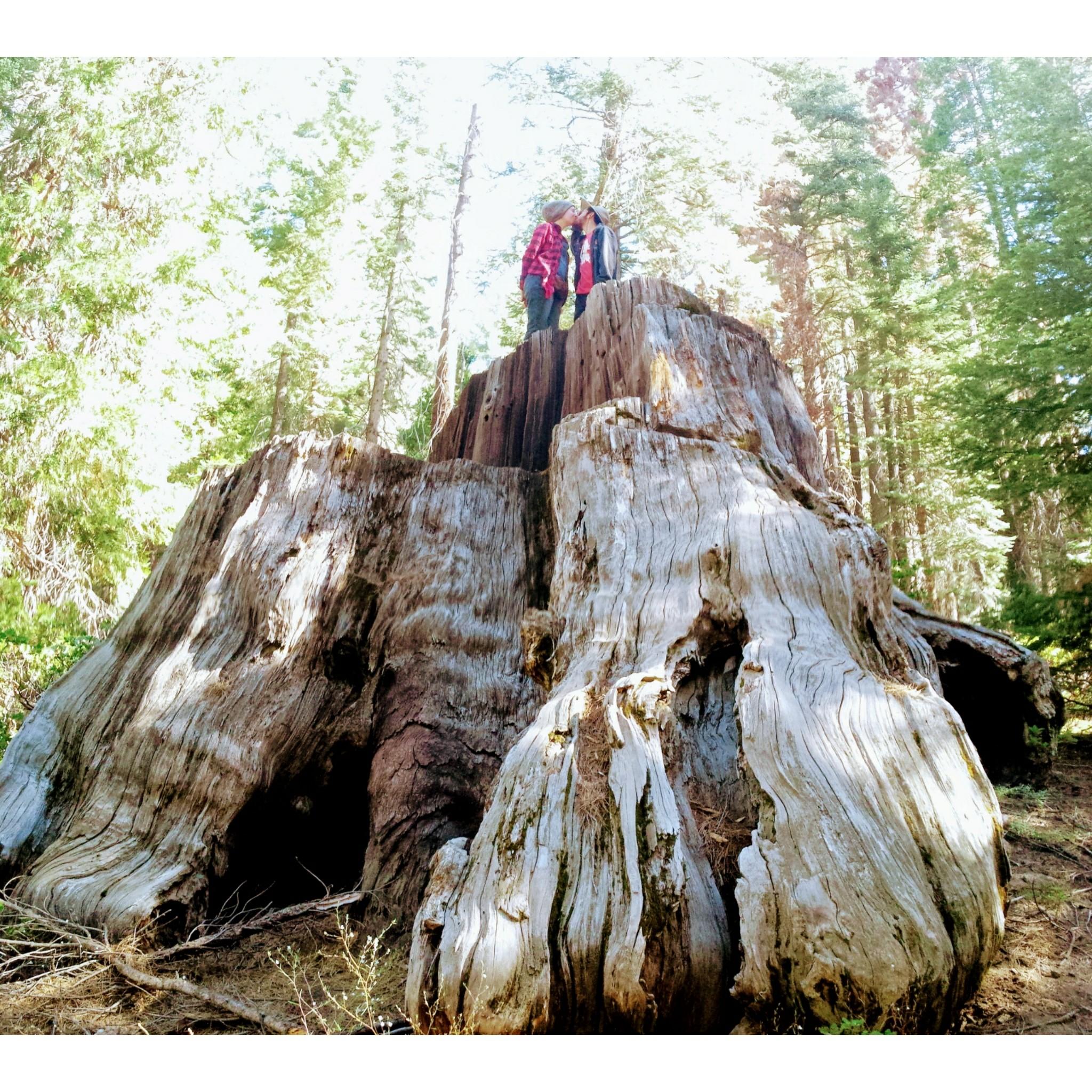 Standing on a stump of the biggest species of tree in the world, the beautiful California sequoias. We camped at this site 30° weather and saw a family of black bears