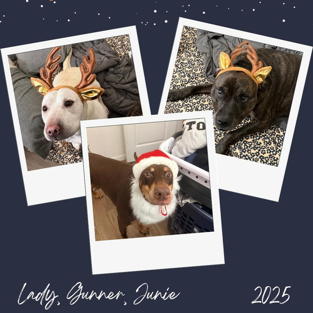 A Little Something for Our Dogs