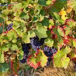 Wine Tour