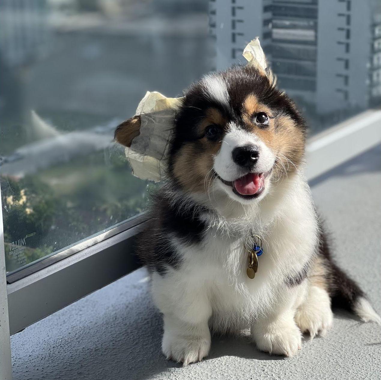 Our first few days with puppy Bo (peep his taped ears)