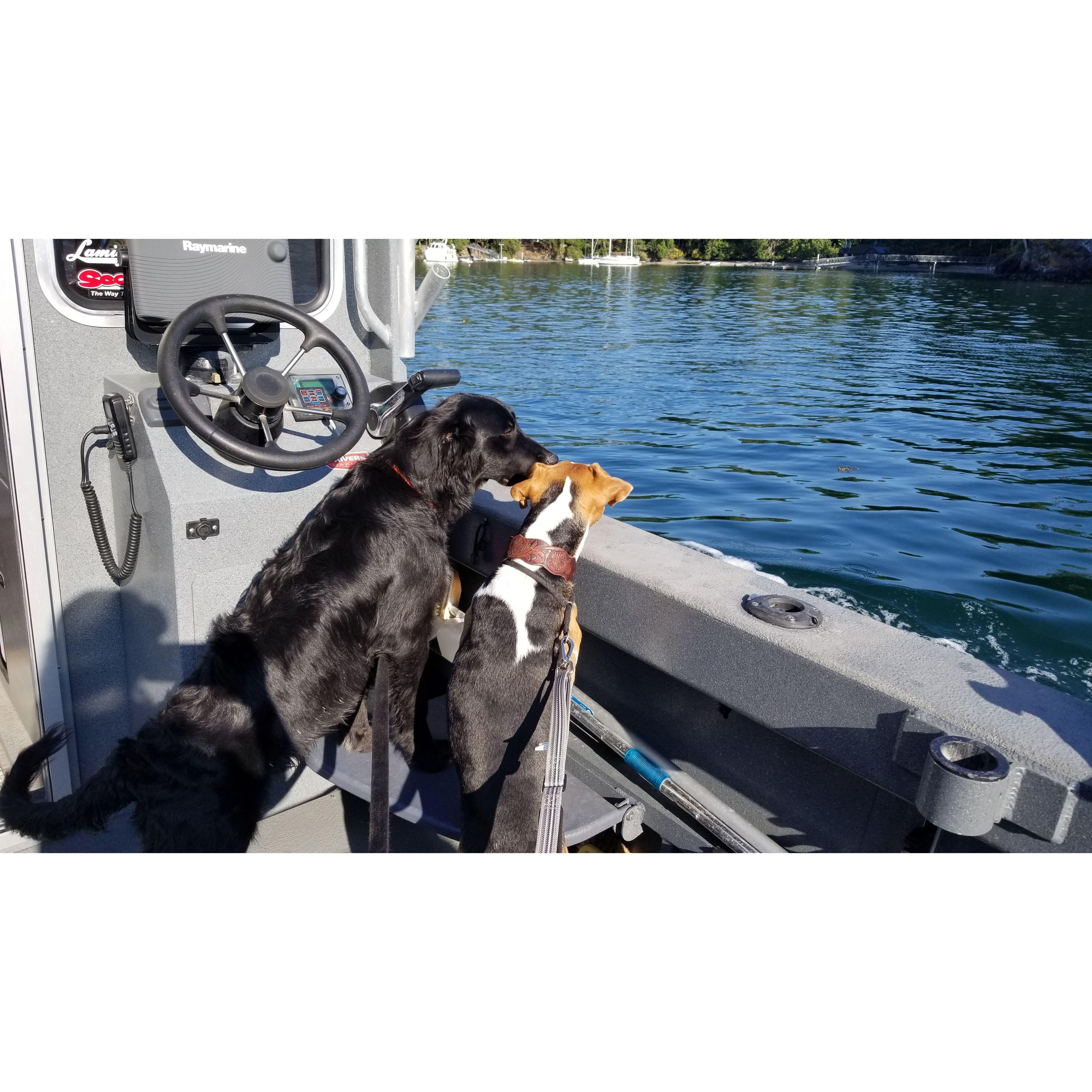 Boat dogs!