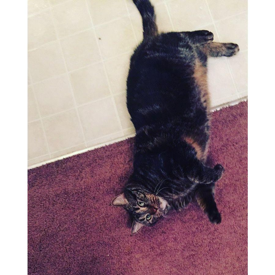 Marley in our first home after just being adopted. He was our first pet as a couple.