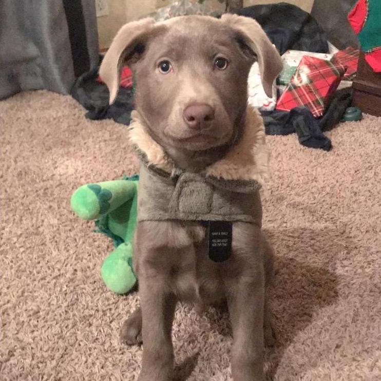 The first week we had Rowe the Dog | 2018