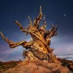 Ancient Bristlecone Pine Forest