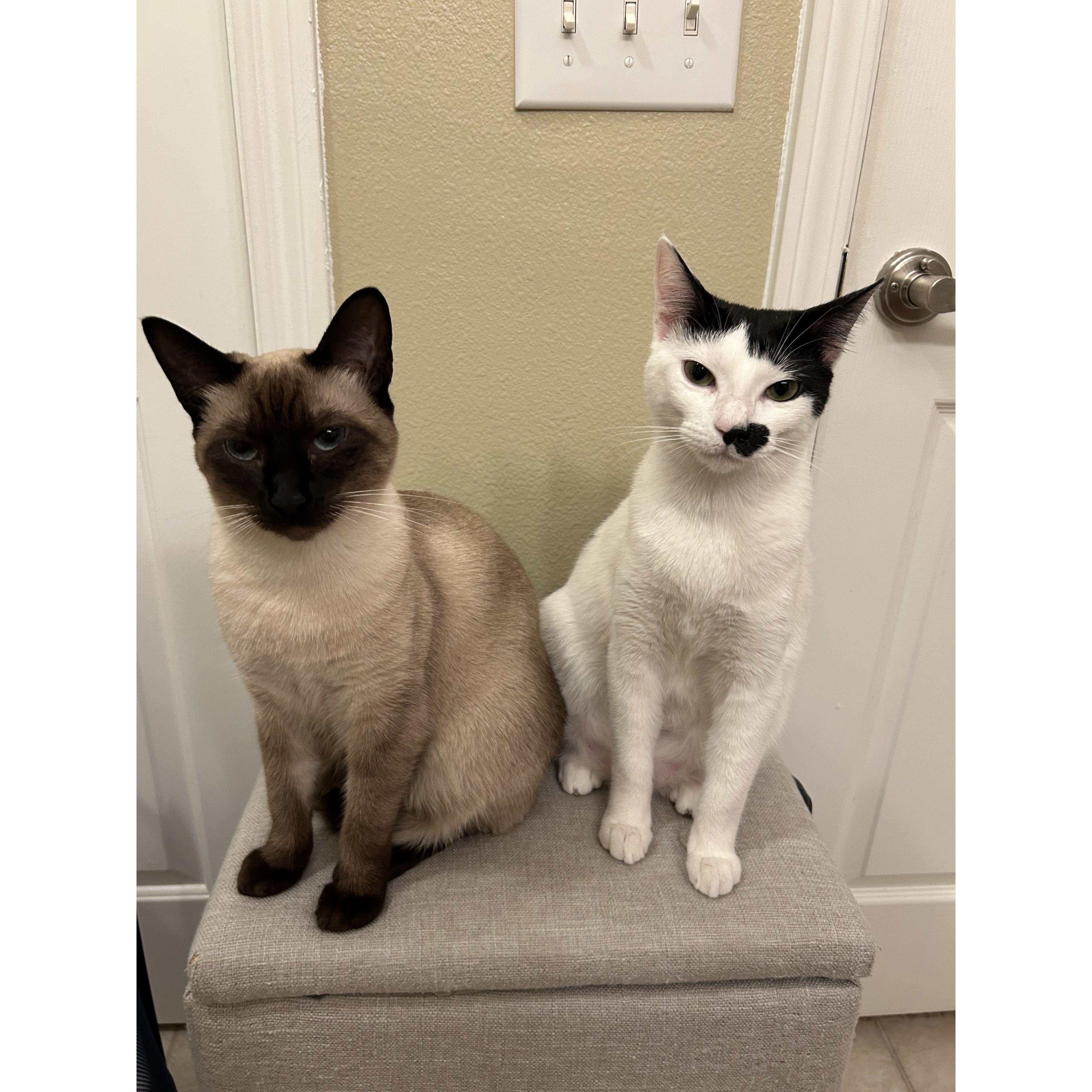 Our cats, Mocha and Cookie!