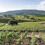 Rocca di Frassinello (Winery)